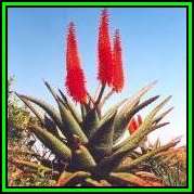 Aloe ferox Seeds - Bitter Aloe - Indigenous Succulent - Worldwide Shipping, NEW