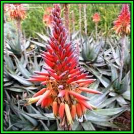 Aloe framesii - Bitter Aloe Seeds - Indigenous Aloe Succulent - Worldwide Shipping, NEW