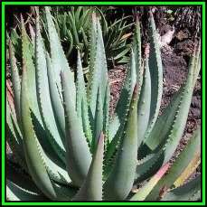 Aloe gerstneri Seeds - Indigenous Aloe Succulent - Worldwide Shipping, NEW