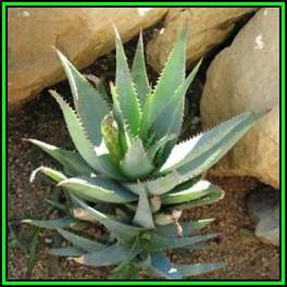 Aloe glauca Seeds - Blue Aloe - Indigenous Succulent - Worldwide Shipping, NEW