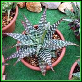 Aloe grandidentata Seeds - Dwarf Soap Aloe - Indigenous Succulent - Worldwide Shipping, NEW