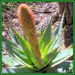 Aloe lineata - Mitre Aloe - 10 Seed Pack - Indigenous Succulent - Worldwide Shipping, NEW