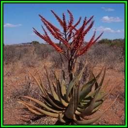 Aloe marlothii x Aloe globuligemma Seeds - Indigenous Succulent - Worldwide Shipping - NEW