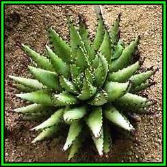 Aloe melanacantha Seeds - Black Spined Aloe - Indigenous Succulent - Worldwide Shipping - NEW