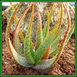 Aloe microstigma - Worcester Aloe - 10 Seed Pack - Indigenous Succulent - Worldwide Shipping - NEW