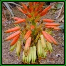 Aloe microstigma Seeds - Worcester Aloe - Indigenous Succulent - Worldwide Shipping - NEW