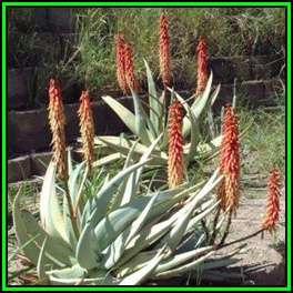 Aloe namibensis - 5 Seed Pack - Exotic Succulent from Namibia - Worldwide Shipping, NEW
