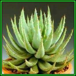 Aloe peglerae - 10 Seed Pack - Beautiful Indigenous Succulent - Worldwide Shipping, NEW