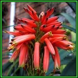 Aloe perfoliata Seeds - Mitre Aloe - Indigenous Succulent - Worldwide Shipping, NEW