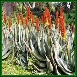 Aloe petricola - Rock Aloe - 10 Seed Pack - Indigenous Aloe Succulent - Worldwide Shipping, NEW