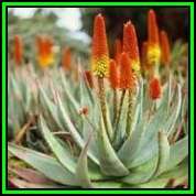 Aloe petricola Seeds - Rock Aloe - Indigenous Aloe Succulent - Worldwide Shipping, NEW