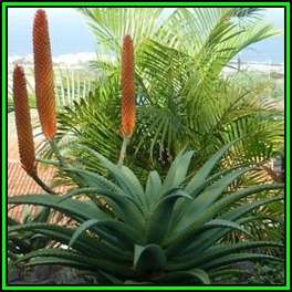 Aloe reitzii - Reitz' Aloe - 5 Seed Pack - Indigenous Succulent - Worldwide Shipping, NEW