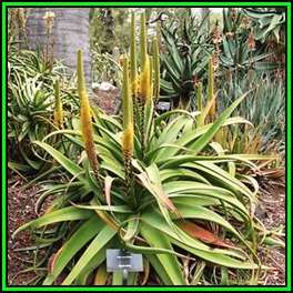 Aloe spicata Seeds - Bottle-Brush Aloe - Indigenous Succulent - Worldwide Shipping, NEW