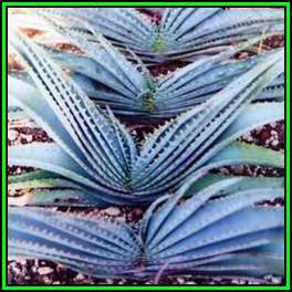 Aloe suprafoliata - Book Aloe Seeds - Indigenous Succulent - Worldwide Shipping, NEW