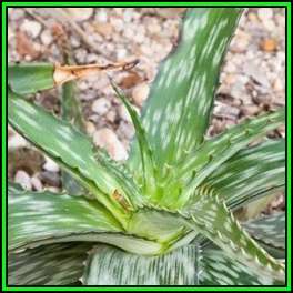 Aloe transvaalensis Seeds - Indigenous Succulent + FREE SEEDS WITH ALL ORDERS - NEW