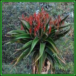 Aloe vaombe - Malagasy Tree Aloe Seeds - Exotic Succulent - Worldwide Shipping, NEW