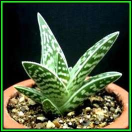 Aloe variegata Seeds - Tiger Aloe - Indigenous Succulent - NEW