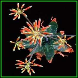 Aloe vogtsii Seeds - Vogts's Aloe - Indigenous Succulent - Worldwide Shipping, NEW