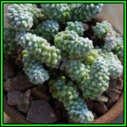 Anacampseros baeseckei Seeds - Indigenous Succulent - Worldwide Shipping,