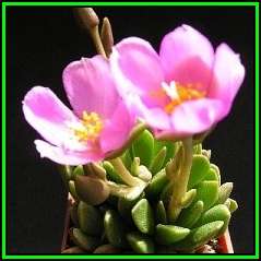 Anacampseros marlothii Seeds - Rare Indigenous Succulent - Worldwide Shipping, NEW