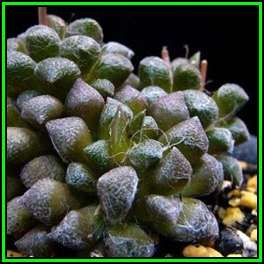 Anacampseros namaquensis - 5 Seed Pack Indigenous Succulent - Worldwide Shipping, NEW