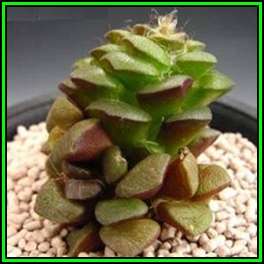 Anacampseros retusa - 10 Seed Pack Indigenous Succulent - Worldwide Shipping