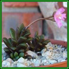 Anacampseros subnuda Seeds - Indigenous Succulent - Worldwide Shipping