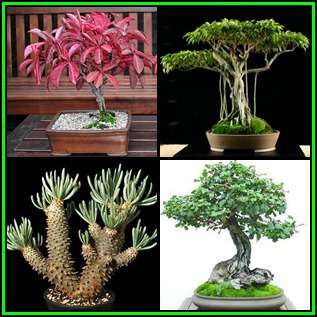 Bonsai Variety Pack 3 - 60 Seed Pack - 4 Species + Free Bonsai eBook & Germination Guides - NEW