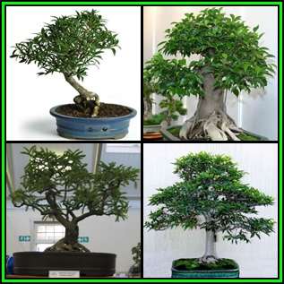 Bonsai Variety Pack 5 - 60 Seed Pack - 4 Species + Free Bonsai eBook & Germination Guides - NEW
