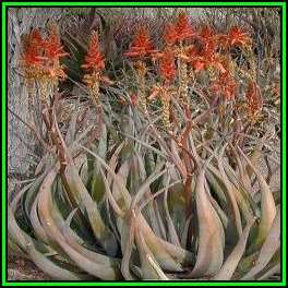 Aloe cryptopoda - Bi-Colour Aloe Seeds - Indigenous Aloe Succulent - Worldwide Shipping, NEW
