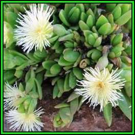 Sceletium tortuosum Kanna - 50 Seed Pack - Indigenous Ethnobotanical Succulent Mesemb Herb - NEW