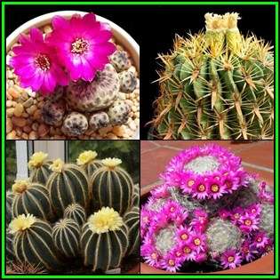 Cactus Variety Seed Pack No.2 - 4+ Species - 100+ Seeds - Massive Range - Flat Ship Rate - NEW