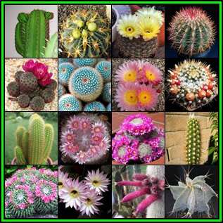 Cactus Variety Seed Pack No.14 - 16+ Species - 330+ Seeds - Massive Range - Flat Ship Rate - NEW