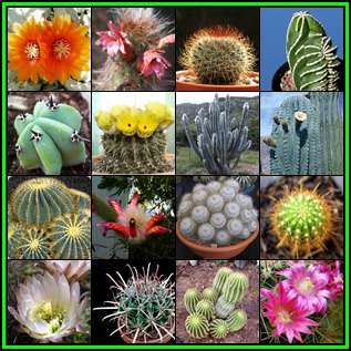 Cactus Variety Seed Pack No.15 - 16+ Species - 340+ Seeds - Massive Range - Flat Ship Rate - NEW