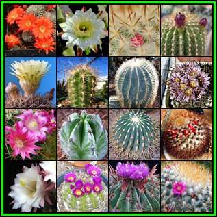 Cactus Variety Seed Pack No.18 - 16+ Species - 350+ Seeds - Massive Range - Flat Ship Rate - NEW