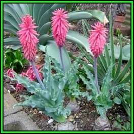 Veltheimia capensis Seeds - Indigenous Endemic Perennial Bulb - Combined Global Shipping - New
