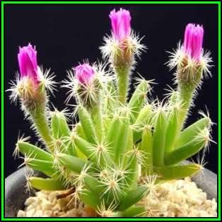 Trichodiadema densum, Desert Rose -15 Seed Pack- Indigenous Succulent Mesemb - Global Shipping - NEW