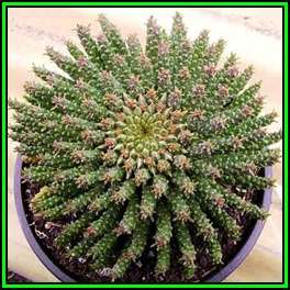 Euphorbia caput-medusae - 10 Seed Pack - Rare Endemic Indigenous Succulent - Combined Shipping, NEW