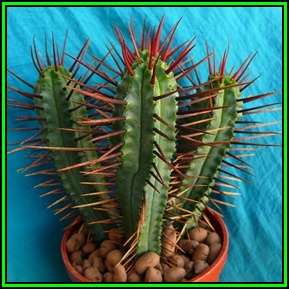 Euphorbia enopla Seeds - Pincushion Euphorbia - Indigenous Endemic Succulent - NEW