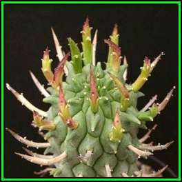 Euphorbia schoenlandii Seeds - Indigenous South African Succulent - NEW