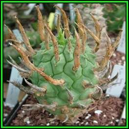 Euphorbia schoenlandii - 10 Seed Pack - Indigenous South African Succulent - NEW