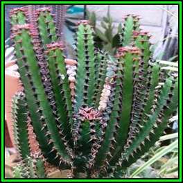 Euphorbia tetragona Seeds Pack - Indigenous Endemic Drought Tolerant Succulent Tree - NEW