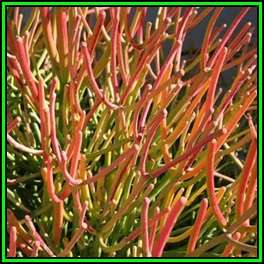 Euphorbia tirucalli Seeds - Indigenous Drought Tolerant Succulent - NEW