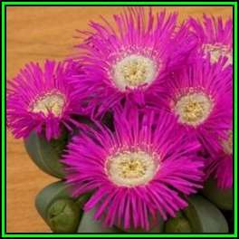 Argyroderma delaettii-roseum Seeds - Indigenous Succulent Mesemb - Verfied User - NEW