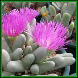Argyroderma fissum Seeds - Indigenous Succulent Mesemb - Verfied Seller, Global Shipping- NEW