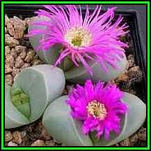 Argyroderma ringens Seeds - Indigenous Succulent Mesemb - Verfied Seller Global Shipping - NEW