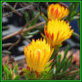 Lampranthus bicolor - 10 Seed Pack - Indigenous Endemic Succulent Mesemb - NEW