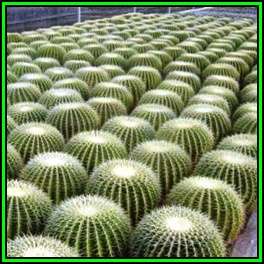 Echinocactus grusonii -250 Bulk Seed Pack- Exotic Succulent Cactus - Combined Shipping - NEW