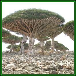 10 Dragon's Blood Tree Seeds - Canary Island - Dracaena draco Seeds - Magical - Evergreen