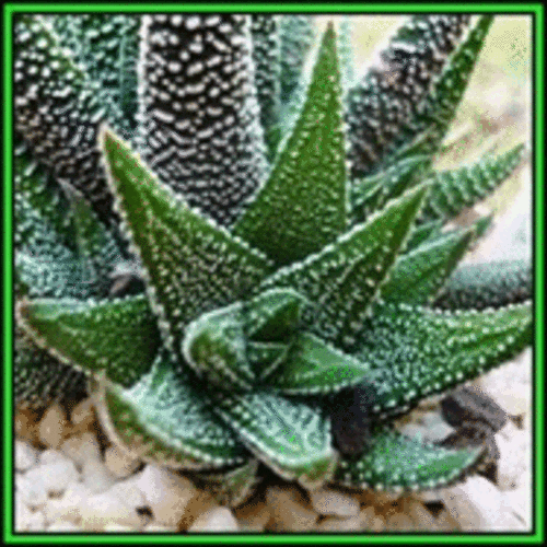 Haworthia attenuata var. radula - 10 Seed Pack - Indigenous Endemic Succulent - NEW